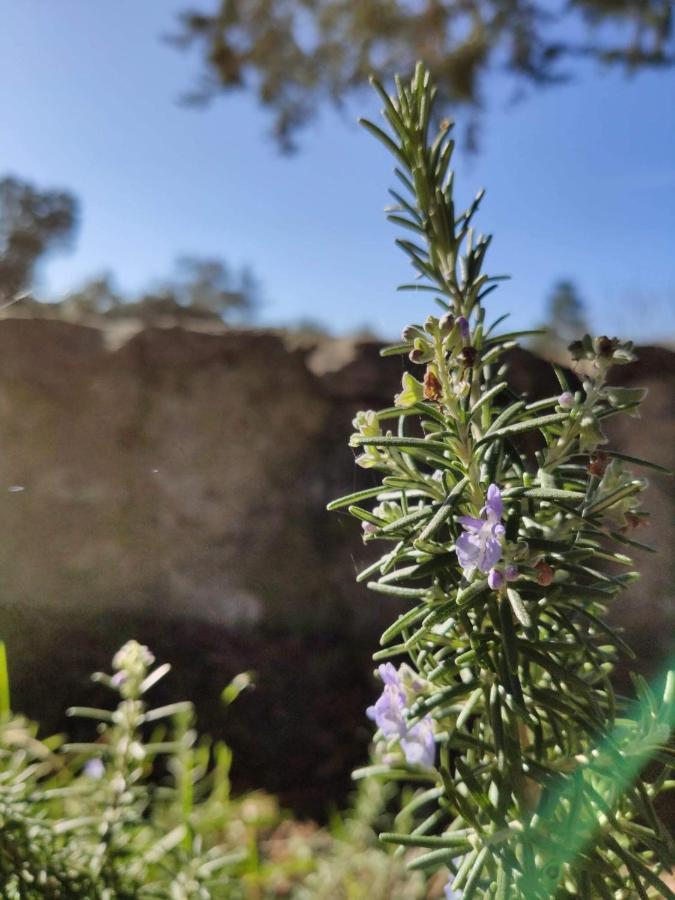 Vila Casa Rural El Pinar Navas de Riofrio Exteriér fotografie
